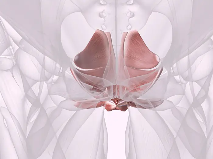 Ilustración de la musculatura del piso pélvico dentro de la pelvis